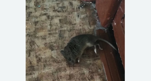 Дезинфекция от мышей в Малино