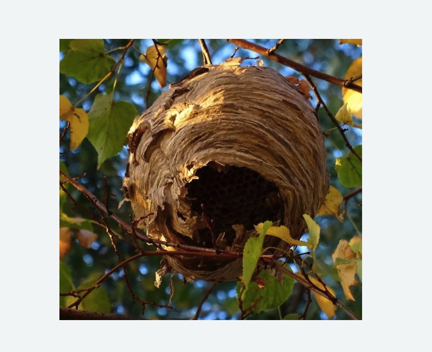 Обработка от шершней в Малино