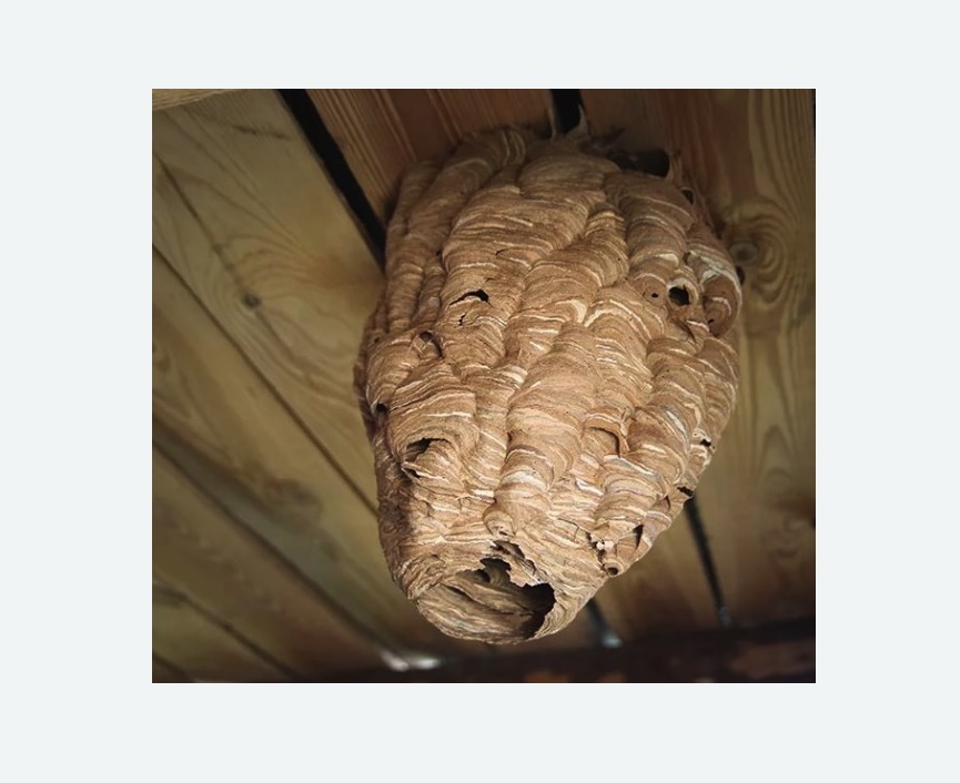 обработка от шершней в Малино