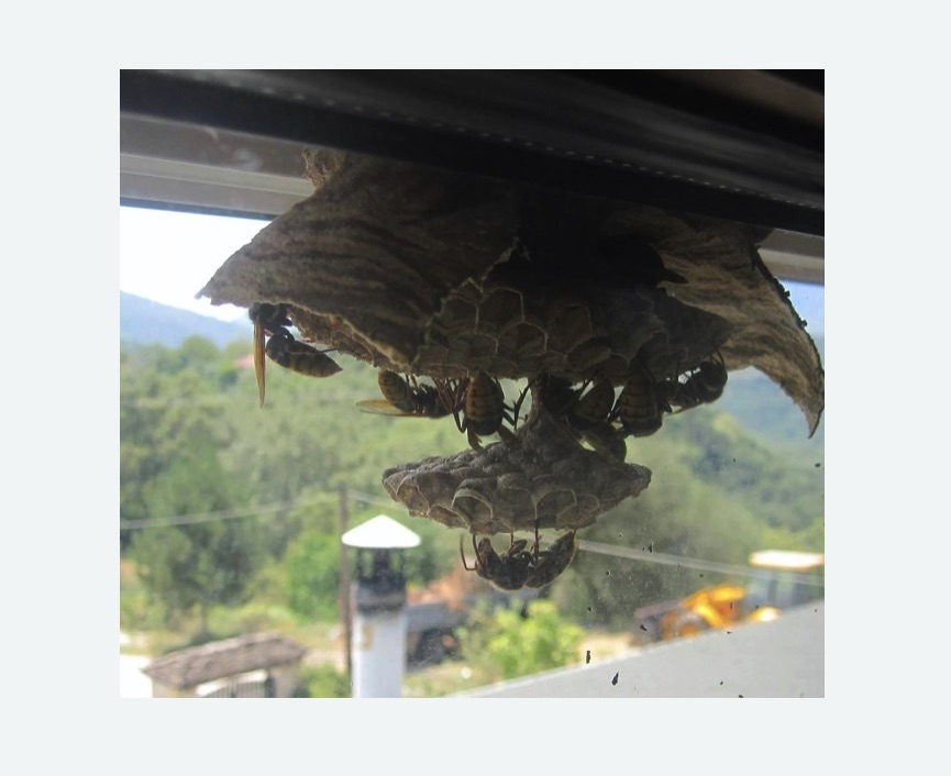 Уничтожение гнёзд шершней в Малино