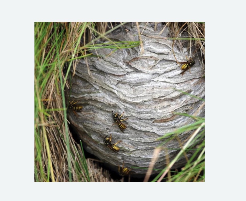 Уничтожение ос и ульев в Малино